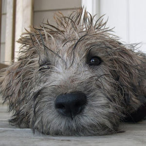 Meet your Posher, Tim